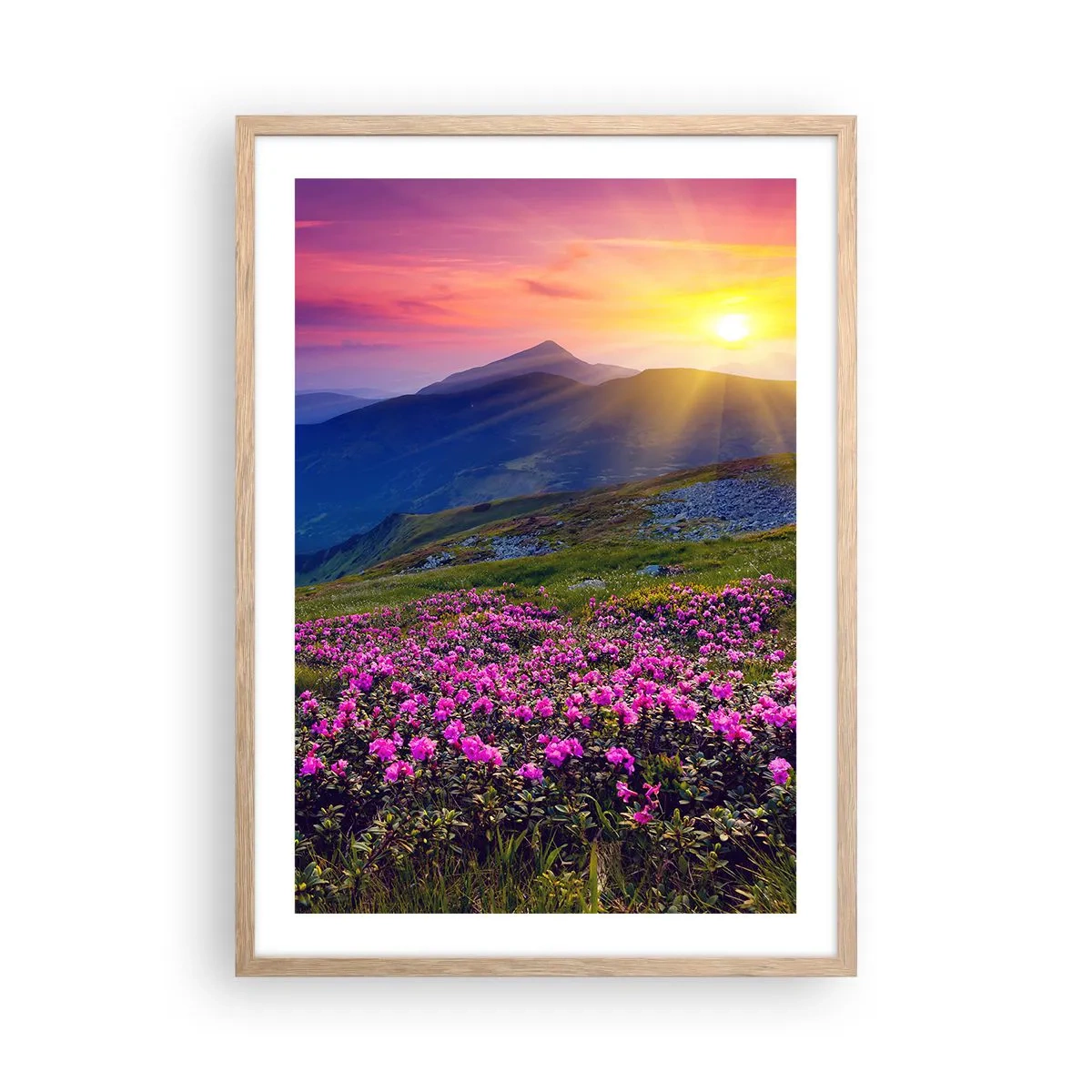 Pôster com moldura de carvalho claro - …Cheiro de pinheiros e ervas da montanha - 50x70 cm