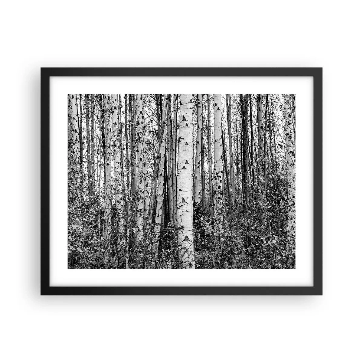 Pôster com moldura preta - Colunata de bétula - 50x40 cm