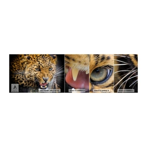 Amostra de papel de parede autocolante Deluxe Sticker - Não se aproxime, estou a avisar! - Animais, leopardo, Gato selvagem - 100x30 cm