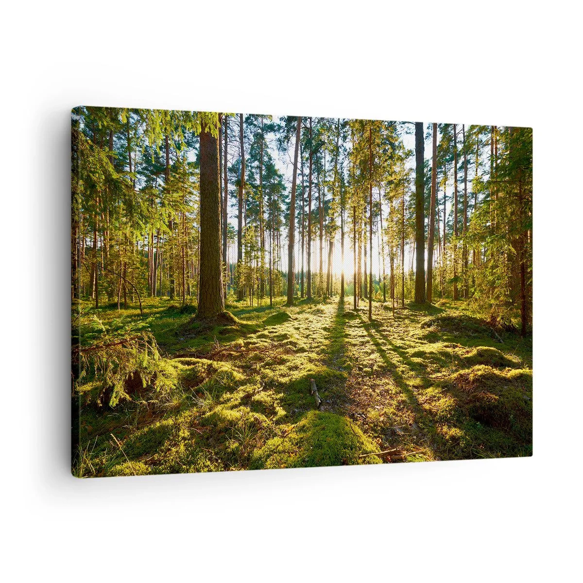 Quadro em tela - Floresta verde iluminada pela luz do sol sobre o musgo - 70x50cm - ...Além das sete florestas - Decoração de parede moderna para a sala de estar e quarto ARTTOR