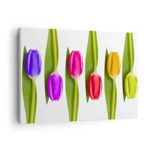 Quadro em tela - Tulipas multicoloridas dispostas em fileira sobre um fundo branco - 70x50cm - Composição arco-íris - Decoração de parede moderna para a sala de estar e quarto ARTTOR