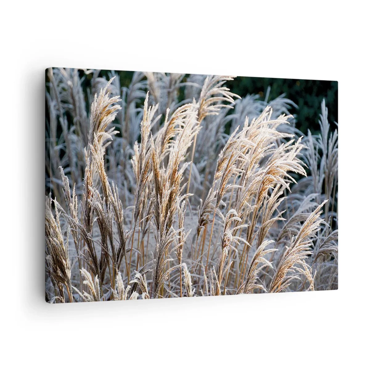 Quadro em tela - Folhas de grama de inverno cobertas de geada contra um fundo verde escuro - 70x50cm - Decorado com a geada - Decoração de parede moderna para a sala de estar e quarto ARTTOR