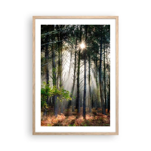 Pôster com moldura de carvalho claro - Uma área florestal - 50x70 cm