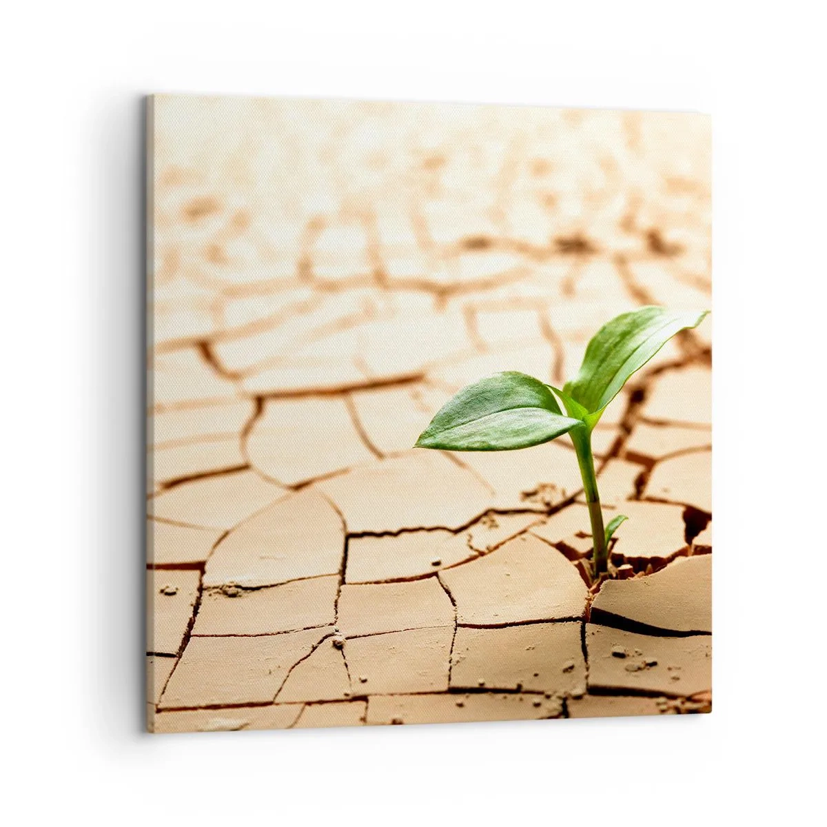 Quadro em tela - A força indomável da vida - 50x50 cm