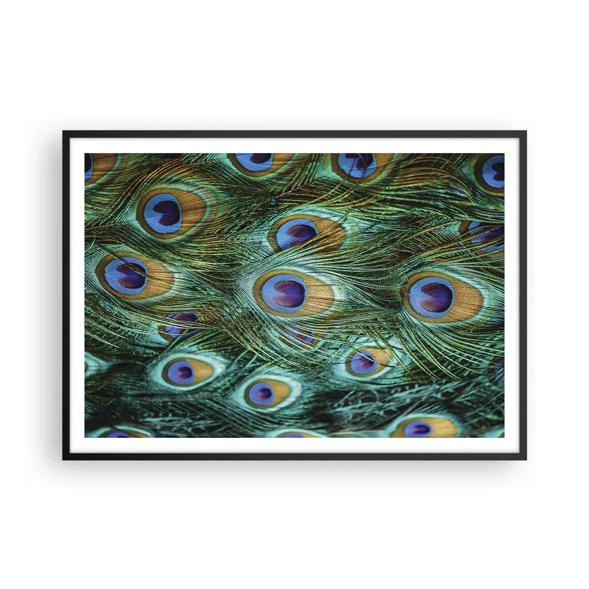 Pôster com moldura preta - Um olhar de pavão - 100x70 cm