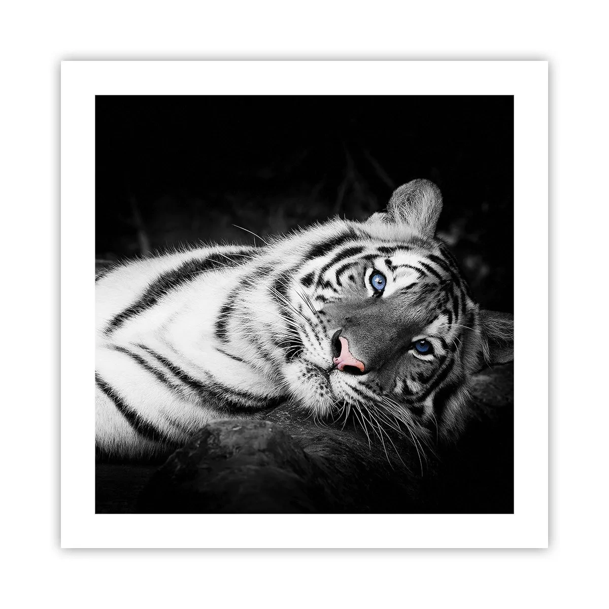 Pôster - Selvagem e tranquilo - 50x50 cm