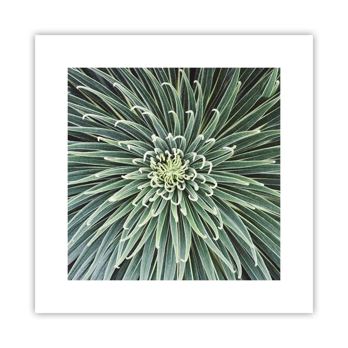 Pôster - Nasce uma estrela - 30x30 cm