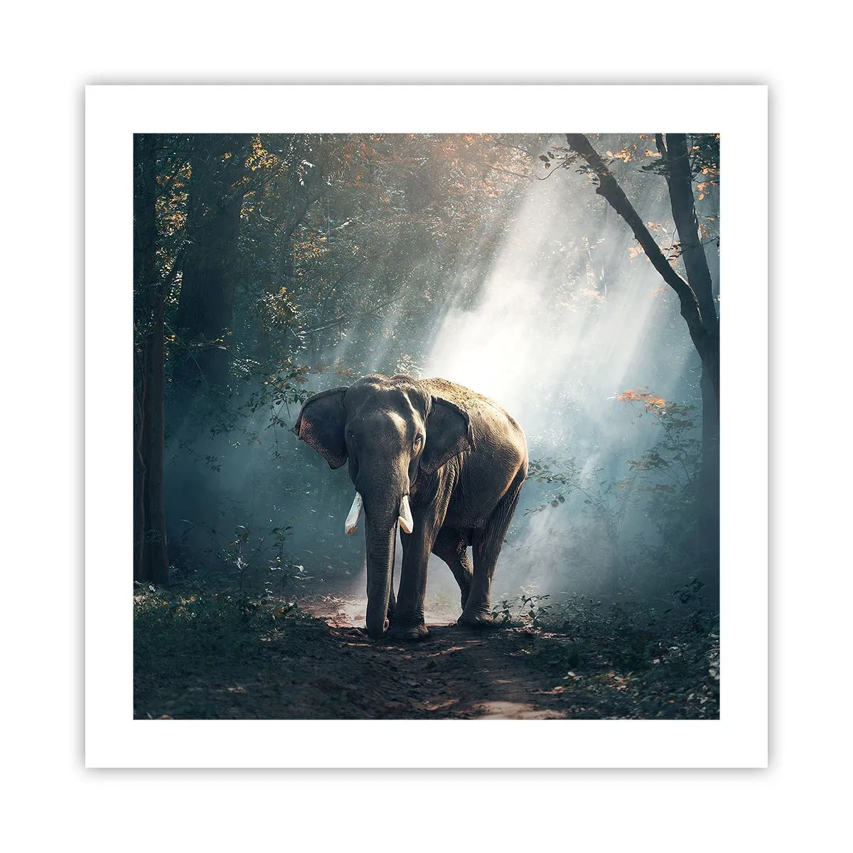 Pôster - Um passeio descontraído - 50x50 cm