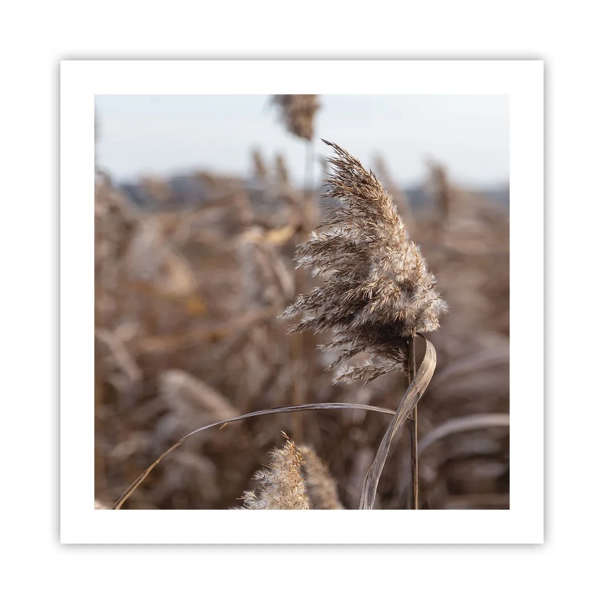 Pôster - É hora de voar com o vento - 50x50 cm