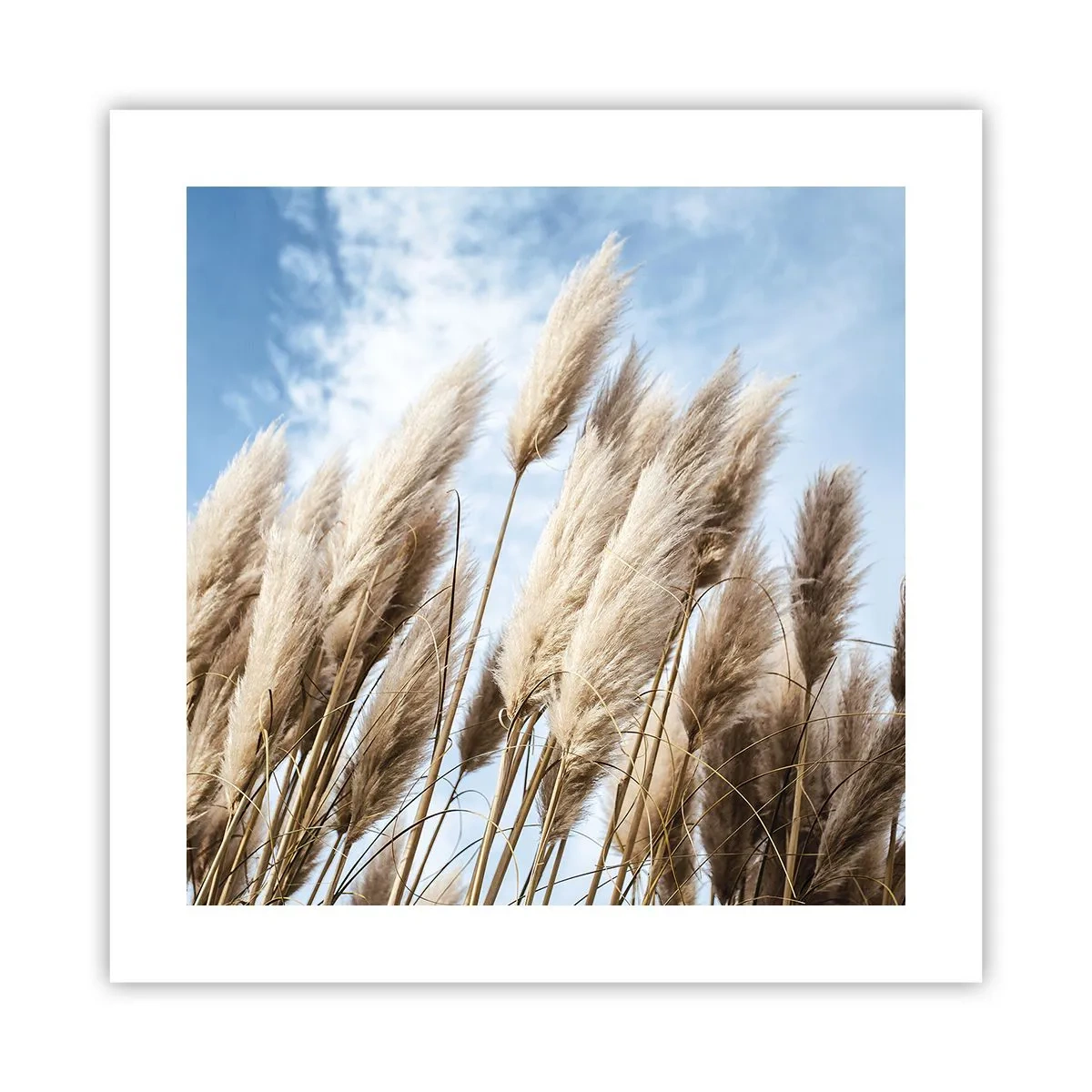 Pôster - Carícia ensolarada e ventosa - 40x40 cm