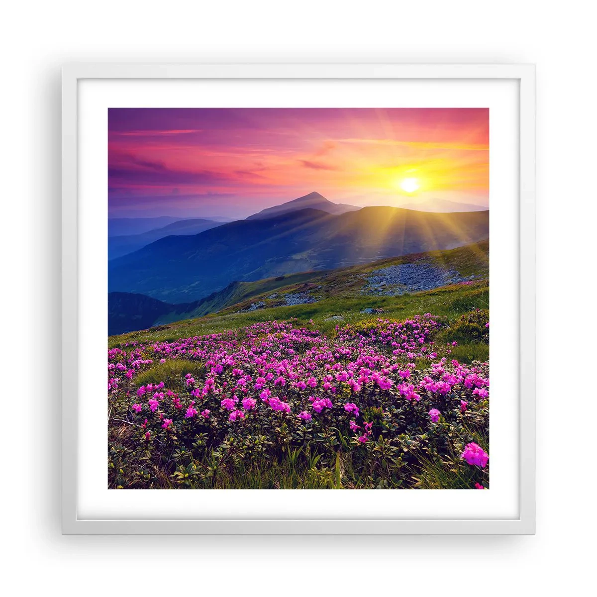 Pôster em moldura branca - …Cheiro de pinheiros e ervas da montanha - 50x50 cm