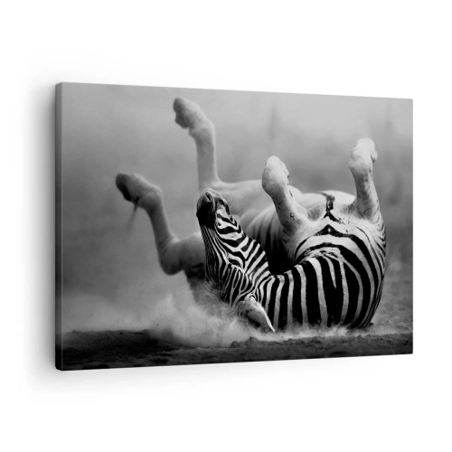 Quadro em tela - Uma zebra preta e branca rolando na areia - 70x50cm - Vai dar zebra - Decoração de parede moderna para a sala de estar e quarto ARTTOR
