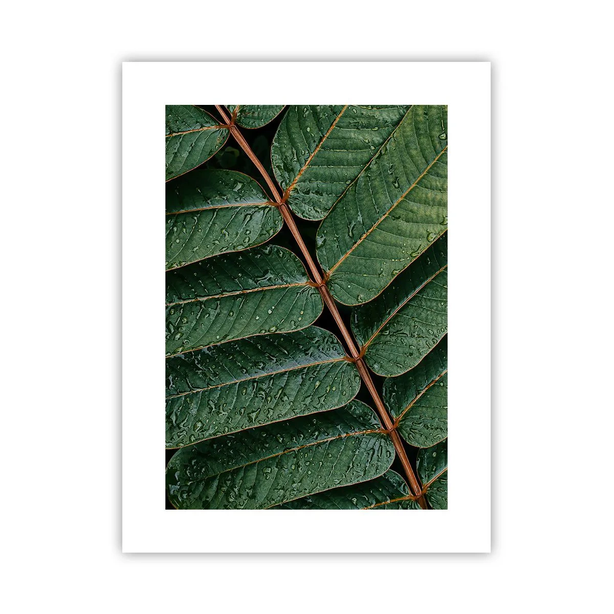 Pôster - Num ritmo verde - 30x40 cm