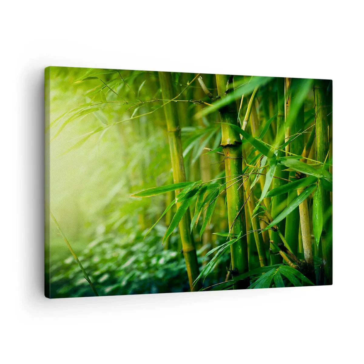 Quadro em tela - Conheça a vegetação  - 70x50 cm