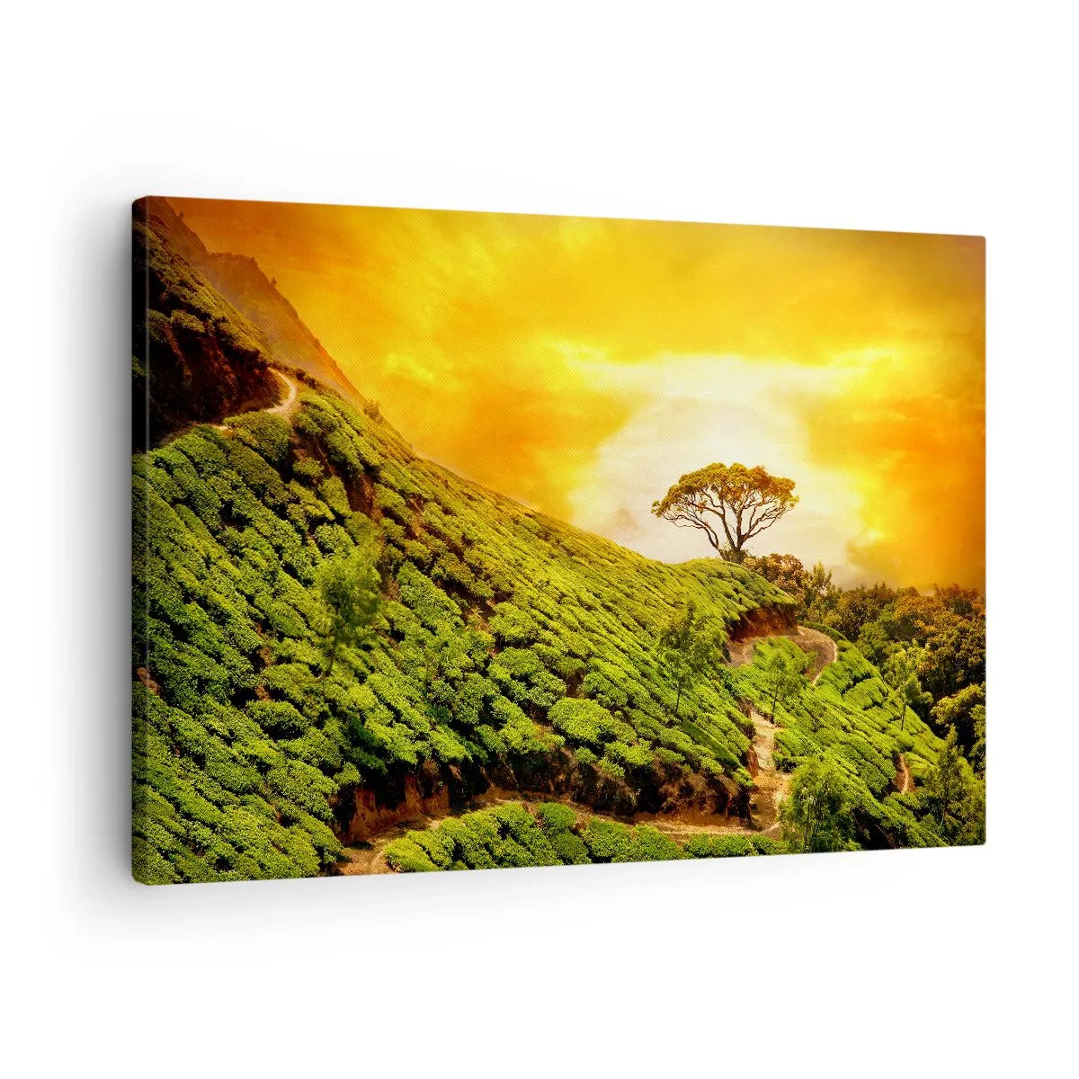 Quadro em tela - Colinas verdes de plantações de chá ao pôr do sol - 70x50cm - Um caminho sinuoso, uma encosta verde - Decoração de parede moderna para a sala de estar e quarto ARTTOR