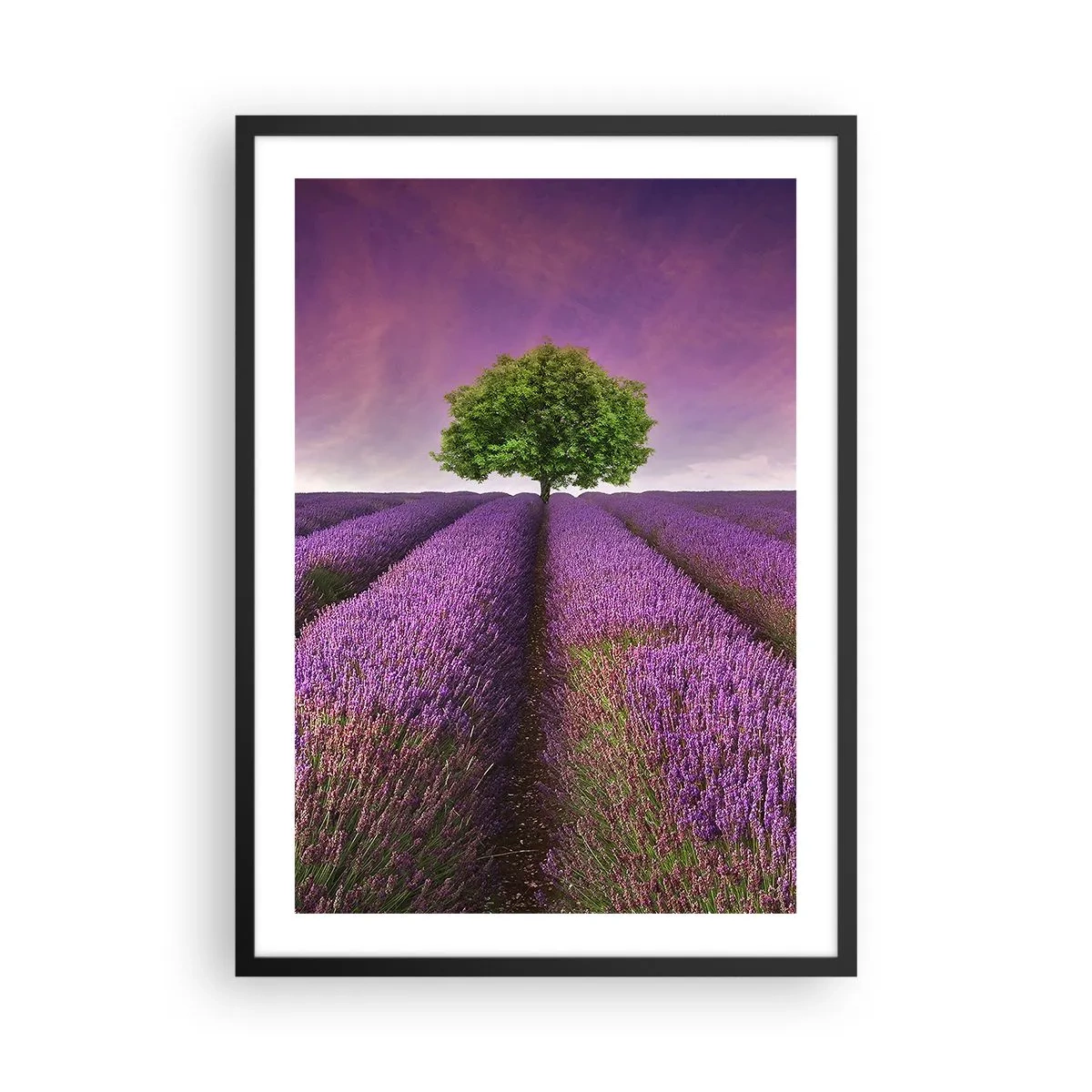 Pôster com moldura preta - Um campo de lavanda com uma árvore solitária contra um céu roxo - 50x70cm - Nos campos de lavanda - Decoração de parede moderna para a sala de estar e quarto ARTTOR