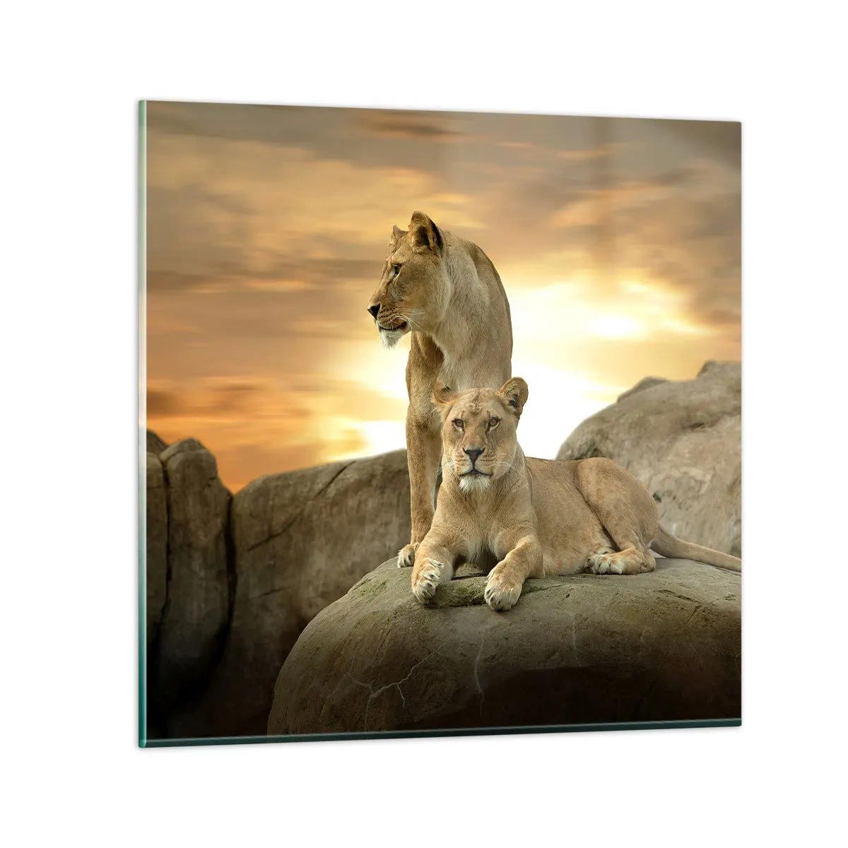 Quadro em vidro - Majestade real - 60x60 cm