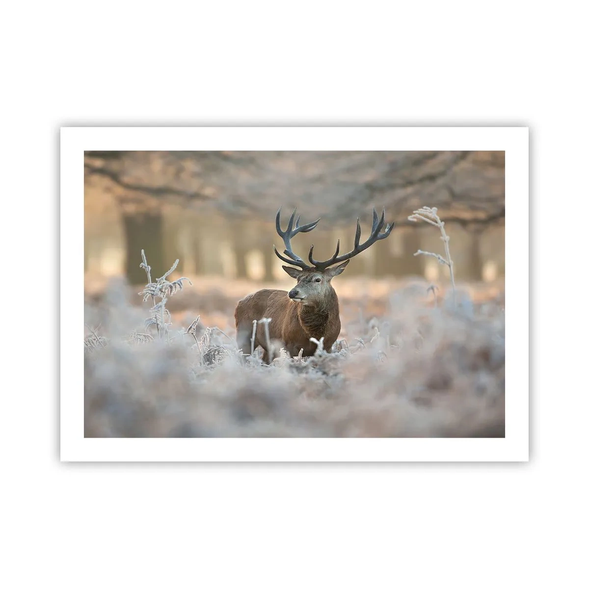 Pôster - Uma manhã fresca - 70x50 cm