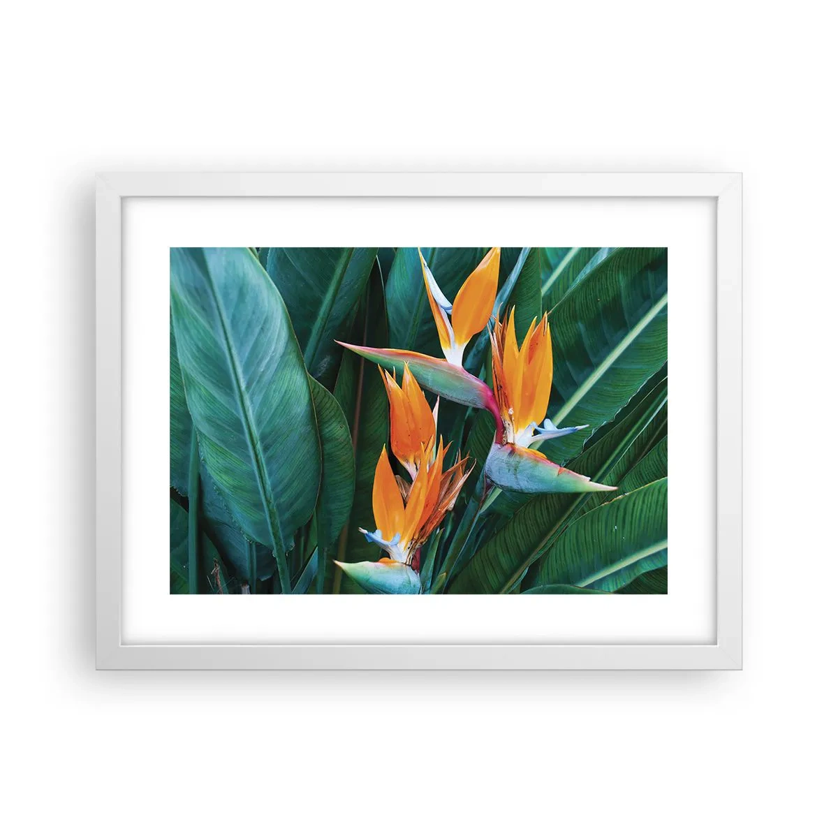 Pôster em moldura branca - É uma flor ou é um pássaro? - 40x30 cm