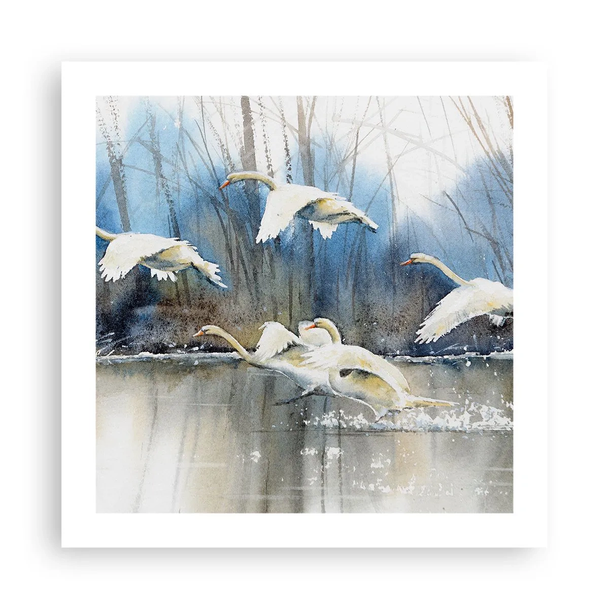 Pôster - Como no conto de fadas sobre cisnes selvagens - 50x50 cm