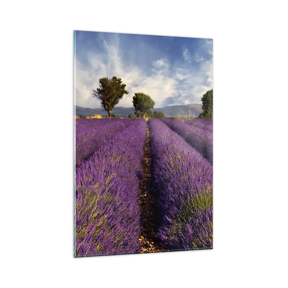Quadro em vidro - Prados de lavanda - 80x120 cm