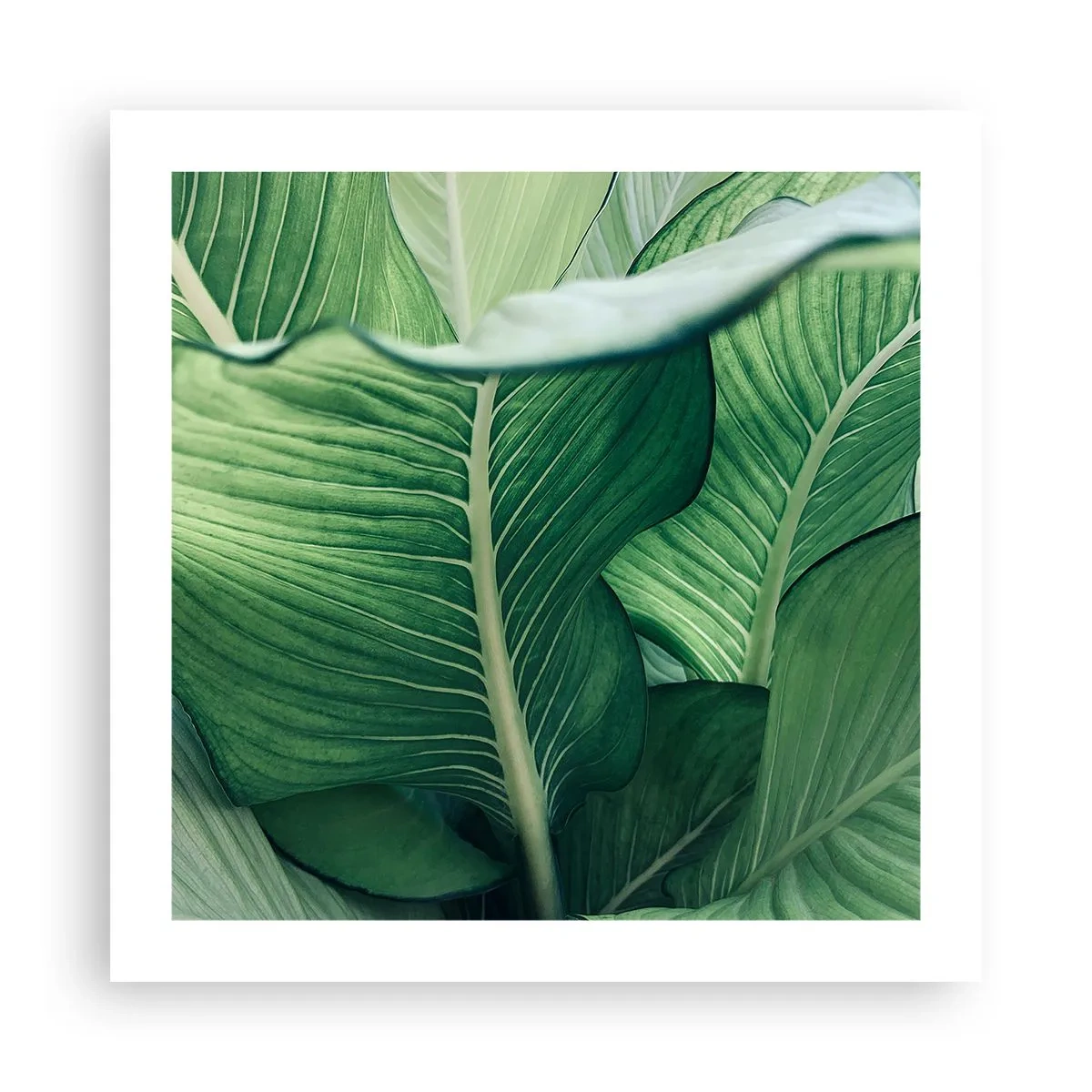 Pôster - Vida intensamente verde - 50x50 cm