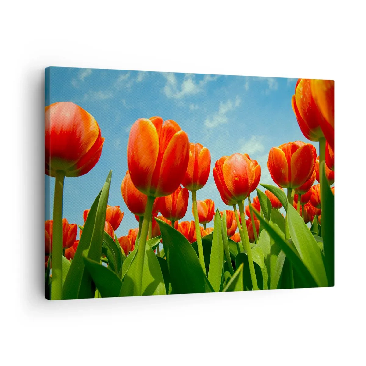 Quadro em tela - Um campo de tulipas vermelhas e laranjas contra um céu azul - 70x50cm - Além do céu azul, nada mais é necessário na vida - Decoração de parede moderna para a sala de estar e quarto ARTTOR