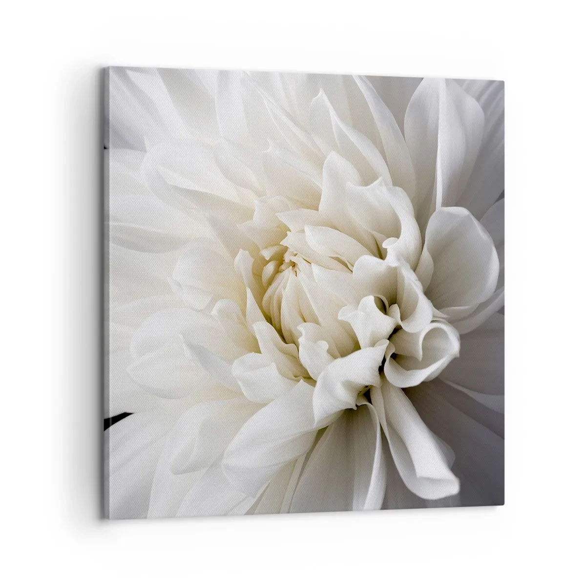 Quadro em tela - Manhã da noiva - 60x60 cm