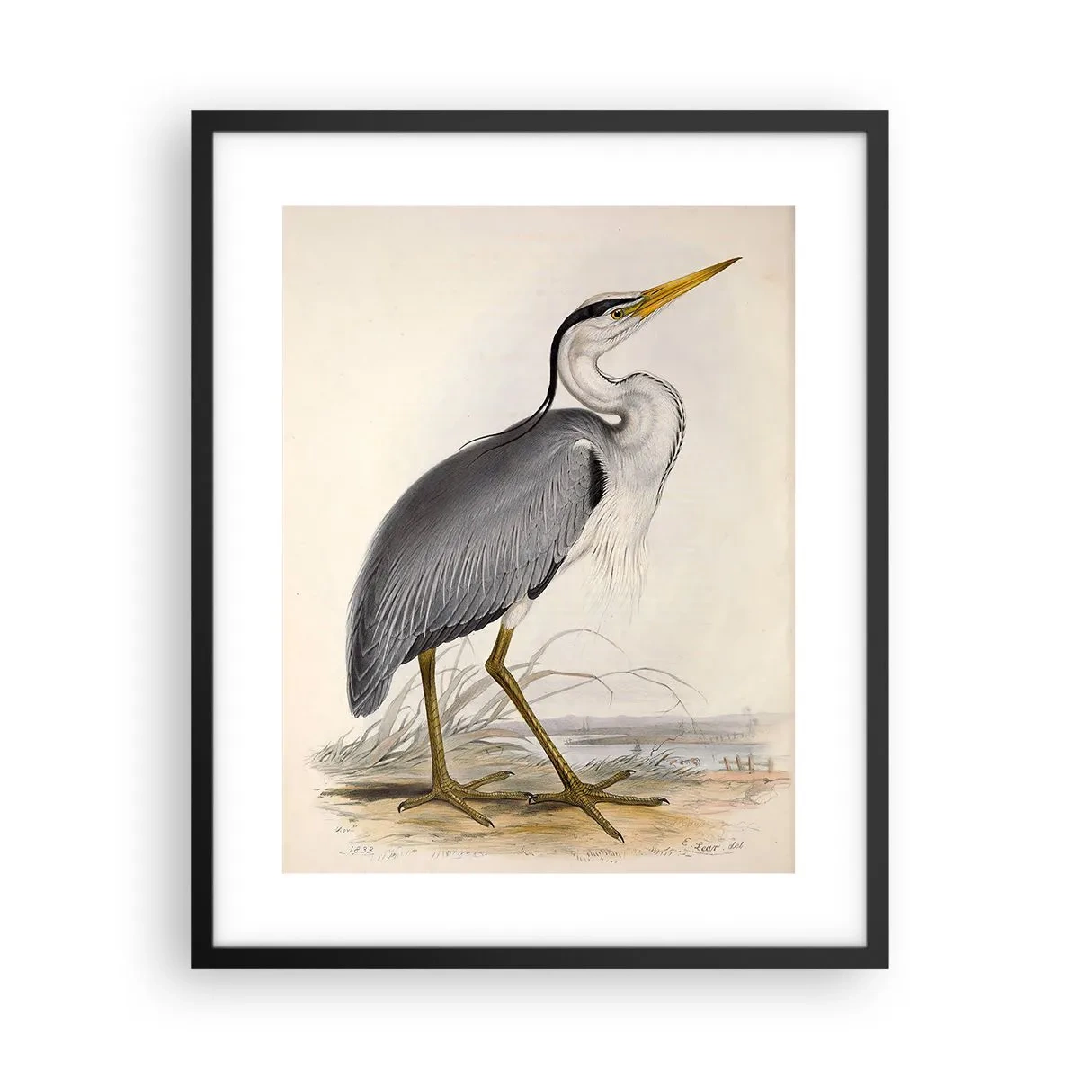 Pôster com moldura preta - Graça de garça - 40x50 cm