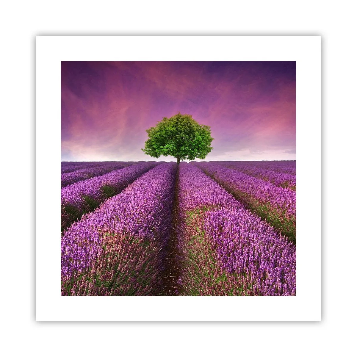 Pôster - Nos campos de lavanda - 40x40 cm