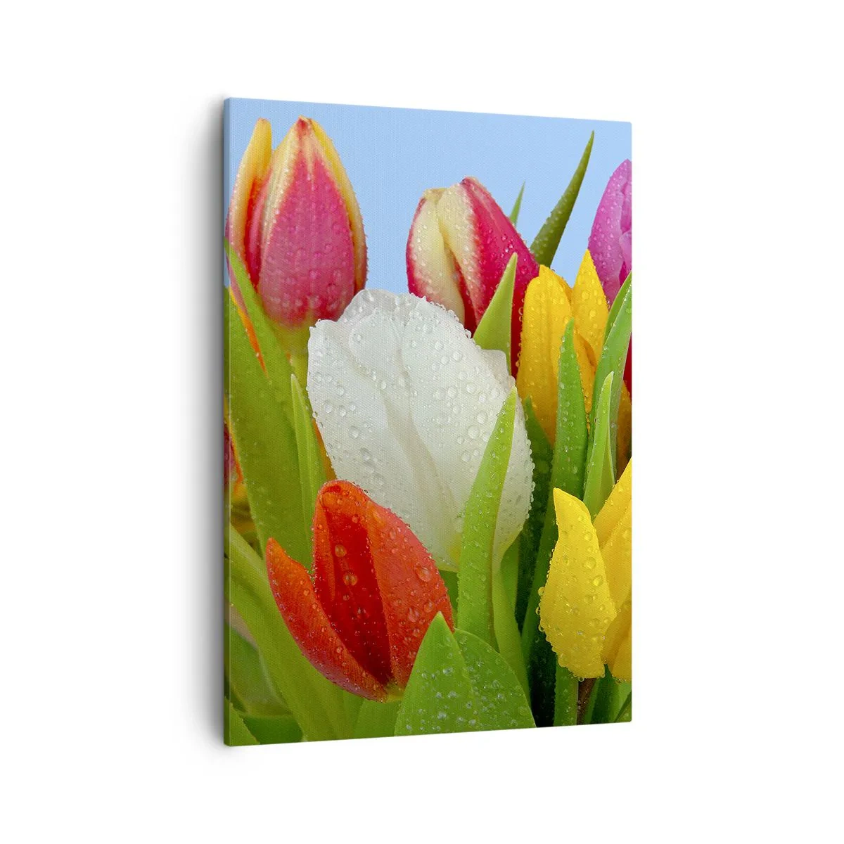 Quadro em tela - Arco-íris floral em gotas de orvalho - 50x70 cm