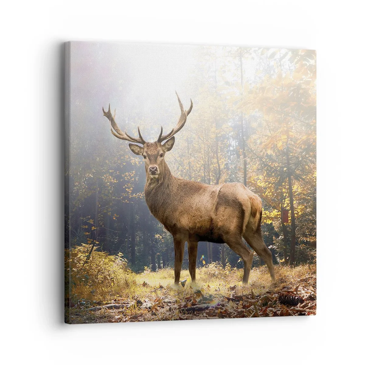 Quadro em tela - Em plena majestade - 30x30 cm