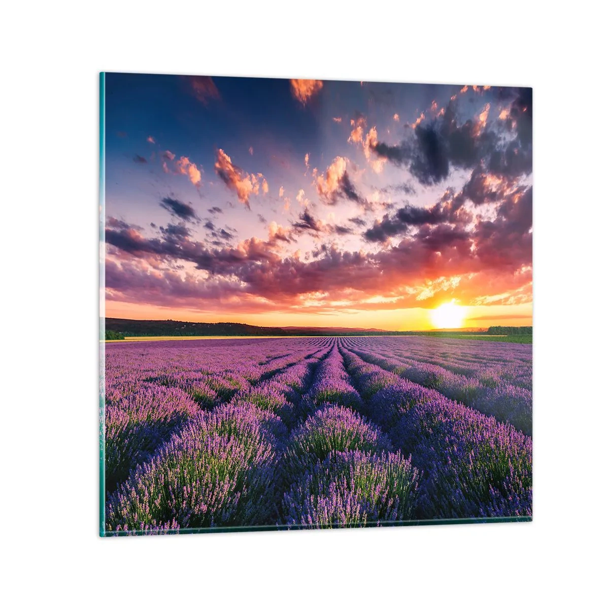 Quadro em vidro - O mundo da lavanda - 30x30 cm