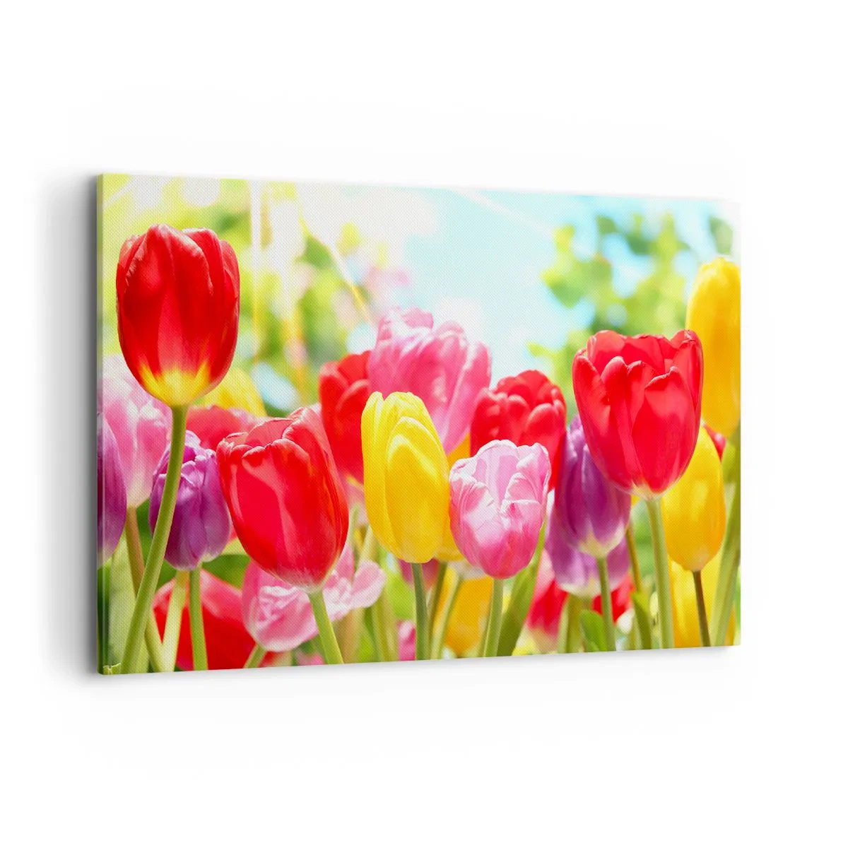 Quadro em tela - Somos nós, as cores de maio! - 120x80 cm