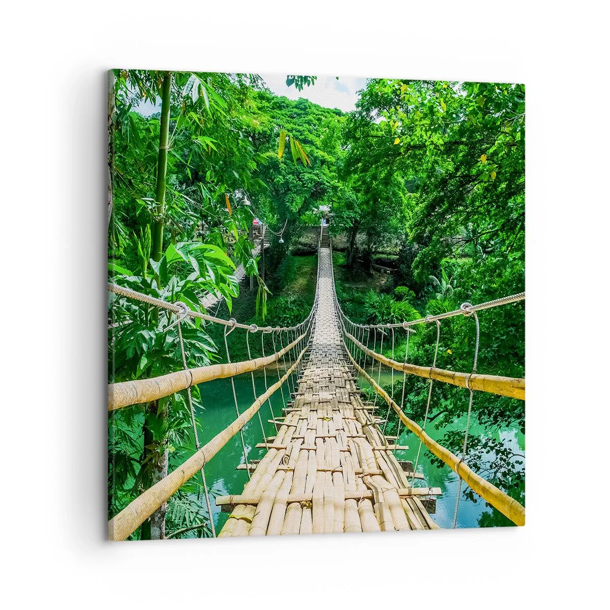 Quadro em tela - Ponte de macacos sobre a vegetação - 50x50 cm