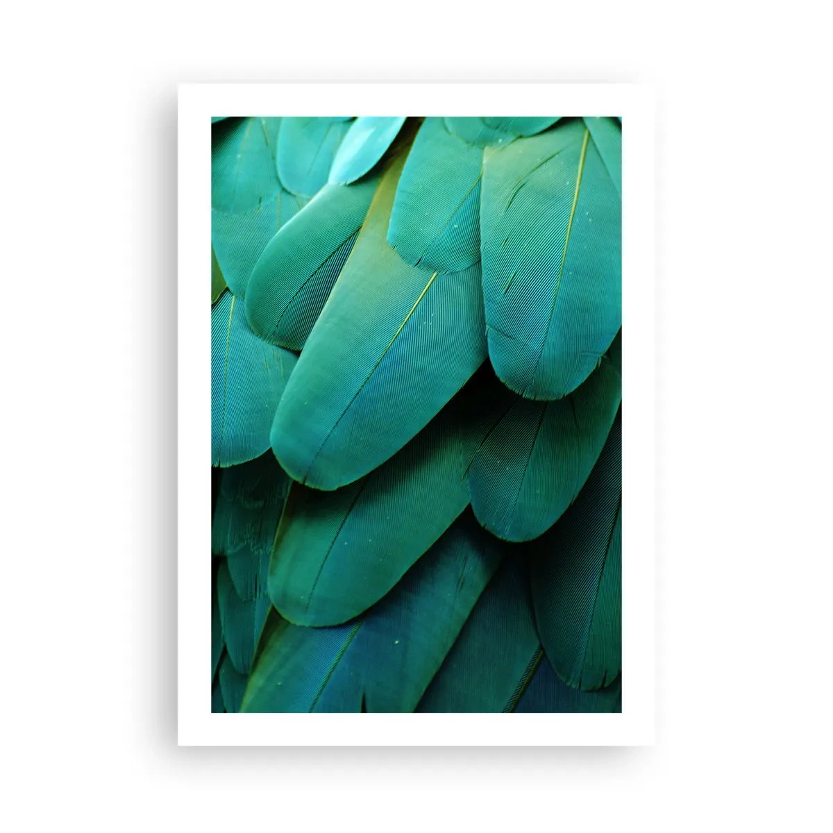 Pôster - Precisão de papagaio - 50x70 cm