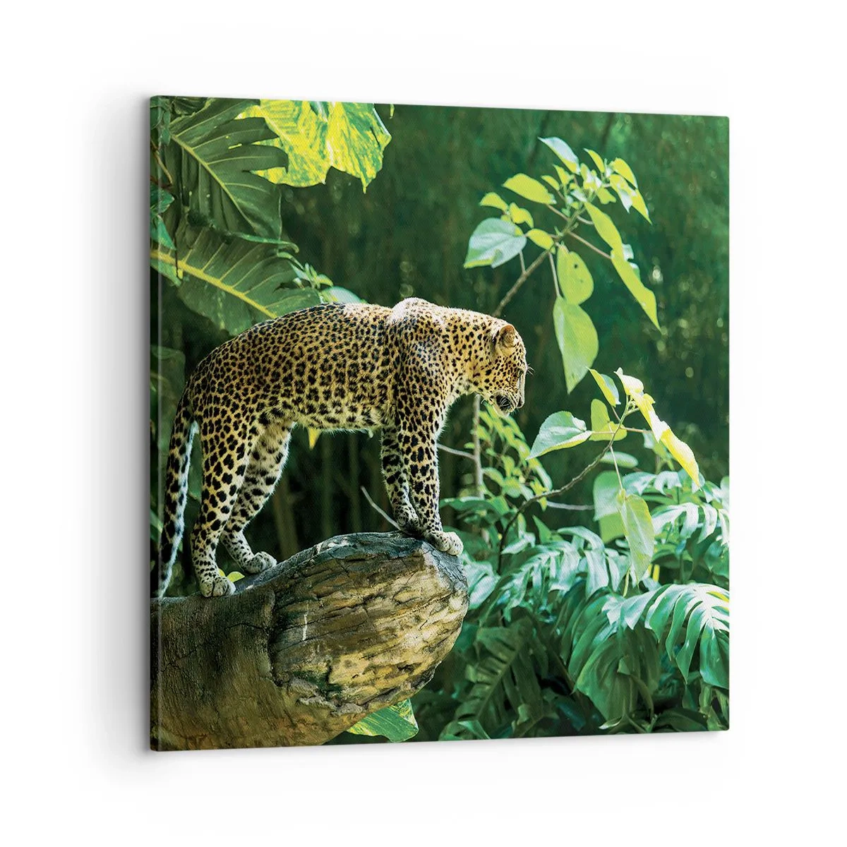 Quadro em tela - Vamos caçar? - 60x60 cm