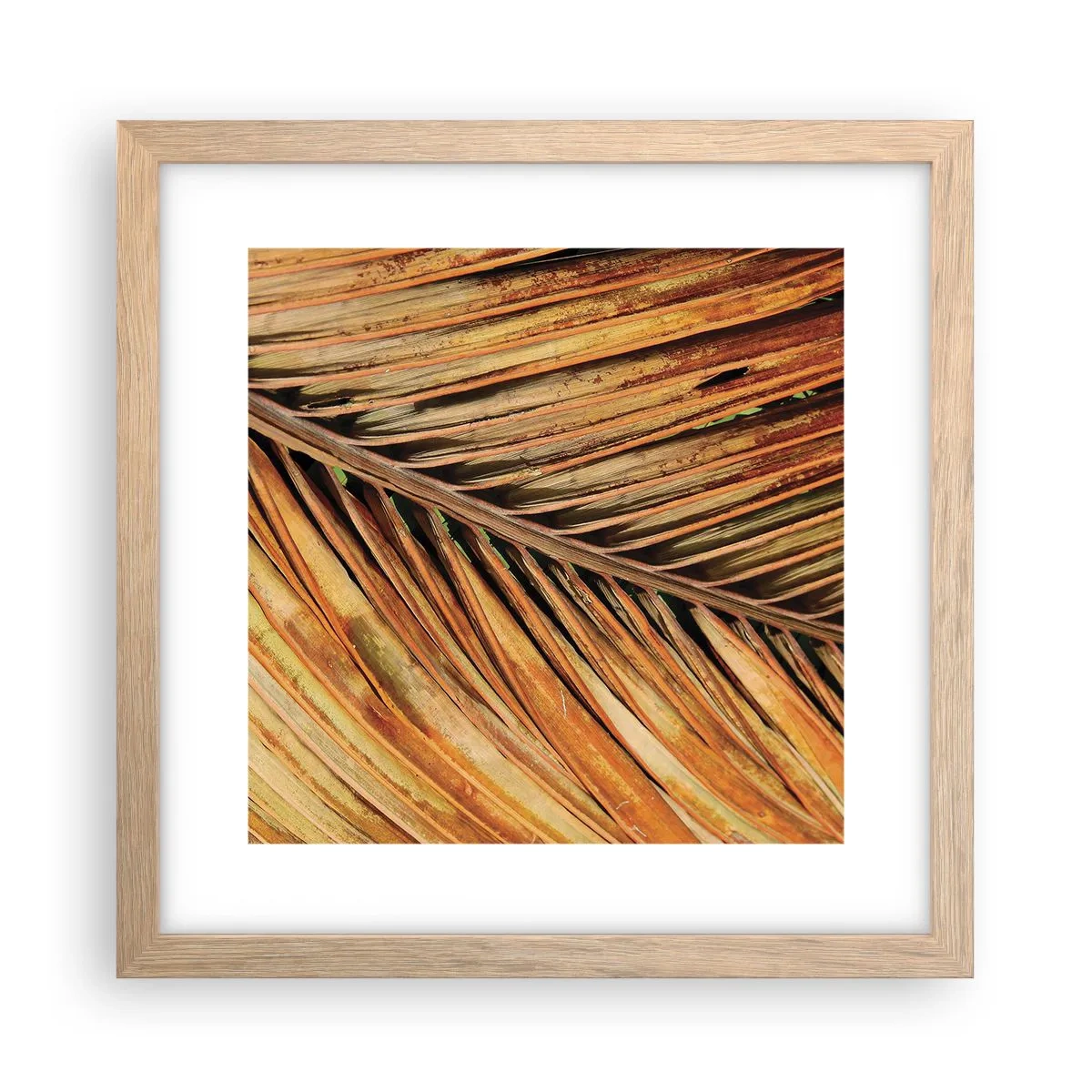 Pôster com moldura de carvalho claro - Ouro de coco - 30x30 cm