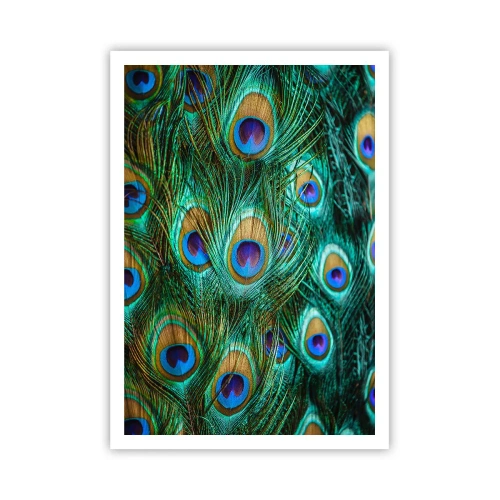 Pôster - Um olhar de pavão - 70x100 cm