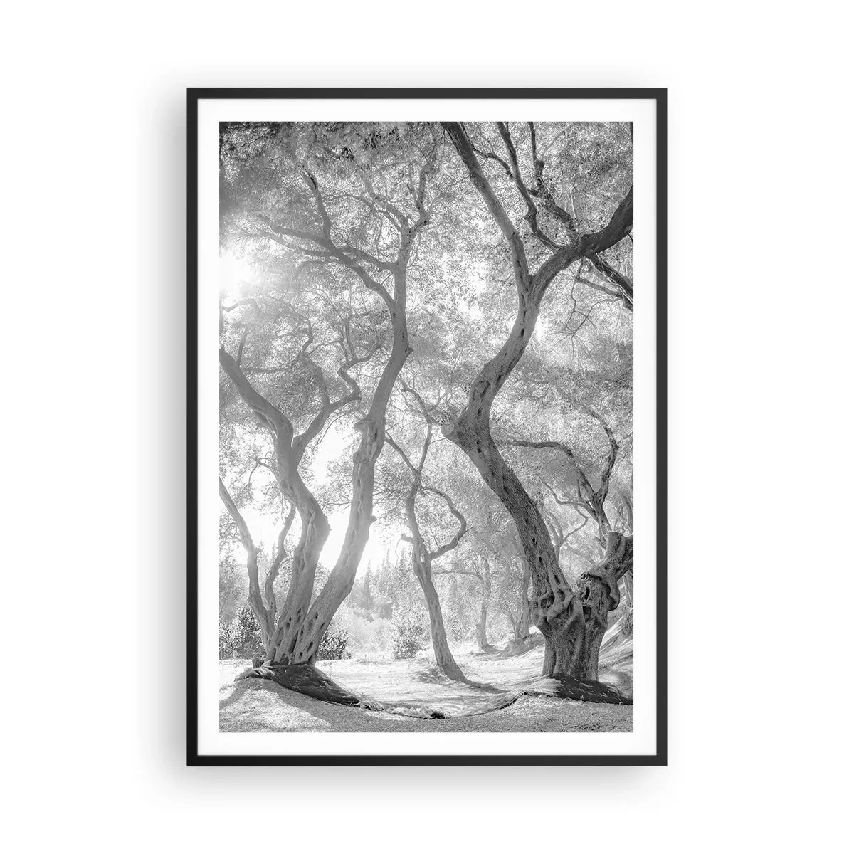 Pôster com moldura preta - No olival - 70x100 cm