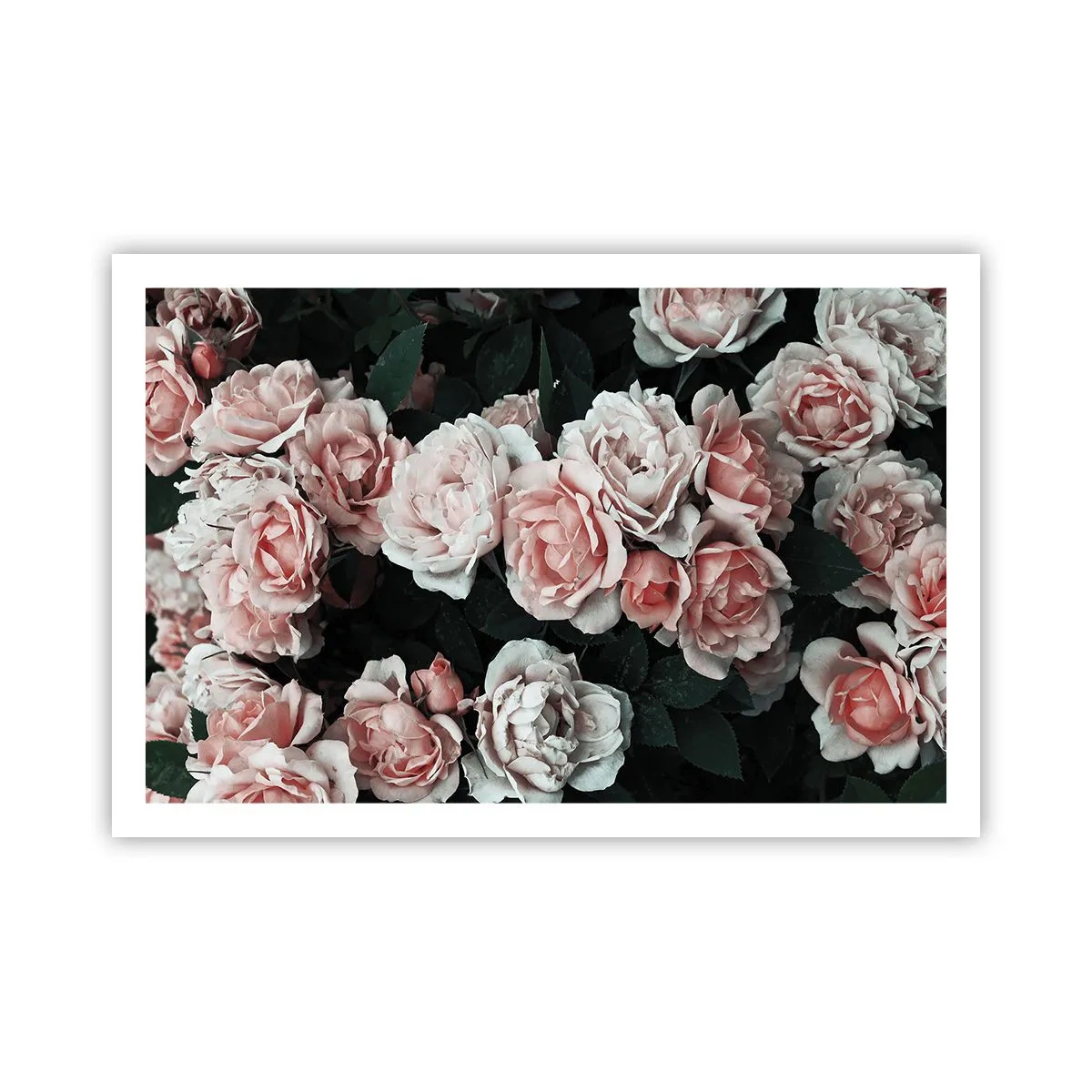Pôster - Conjuntos de rosas - 91x61 cm