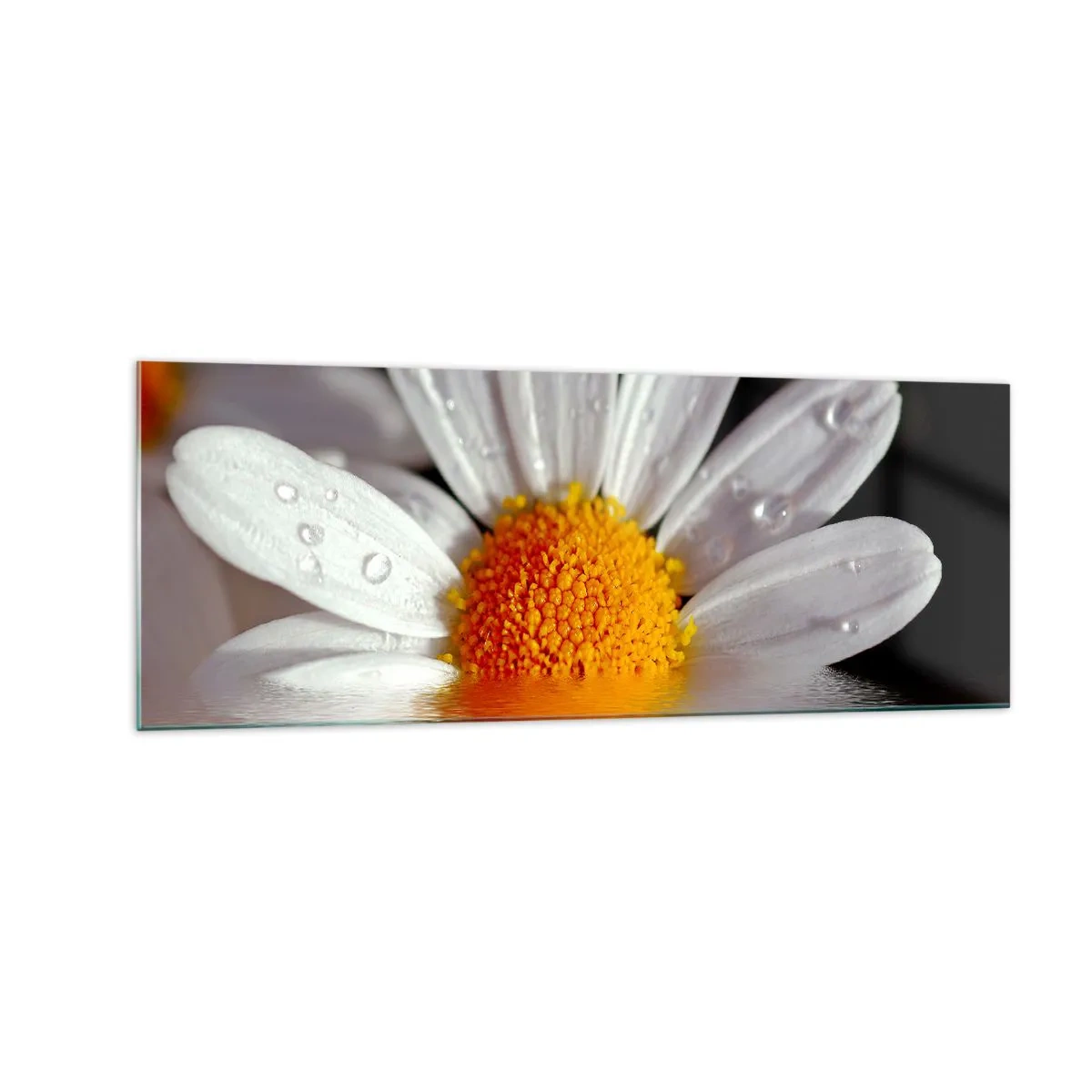 Quadro em vidro - As margaridas do sol nascente - 140x50 cm