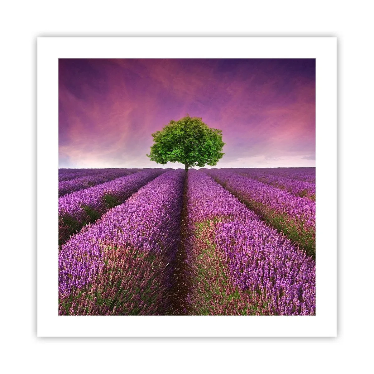 Pôster - Nos campos de lavanda - 50x50 cm