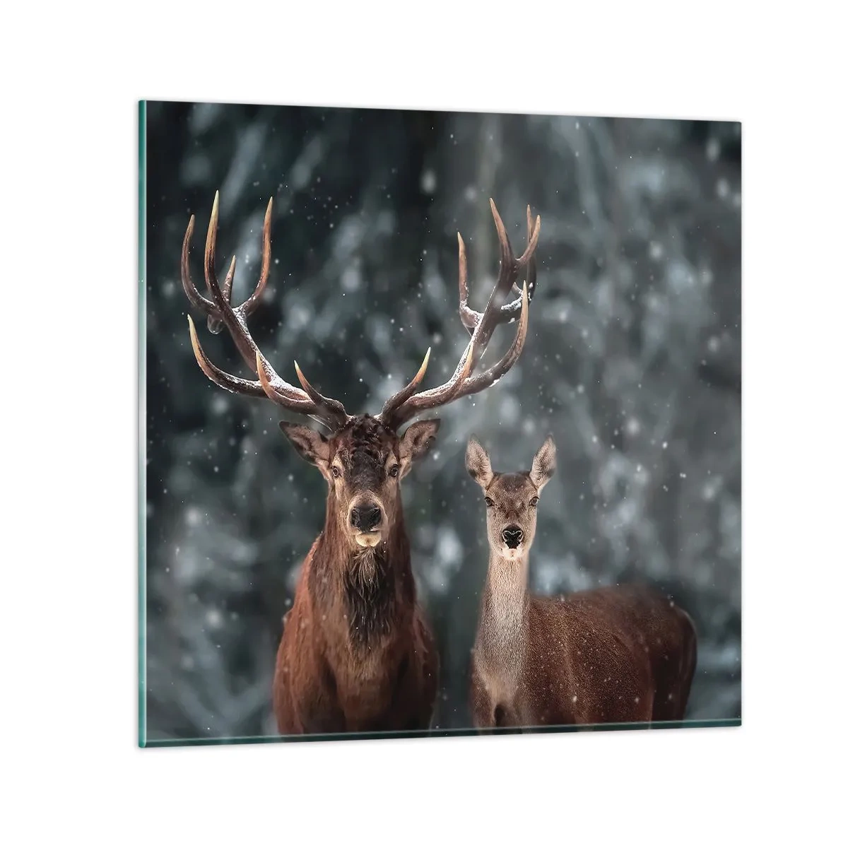 Quadro em vidro - O senhor da floresta com sua esposa - 50x50 cm