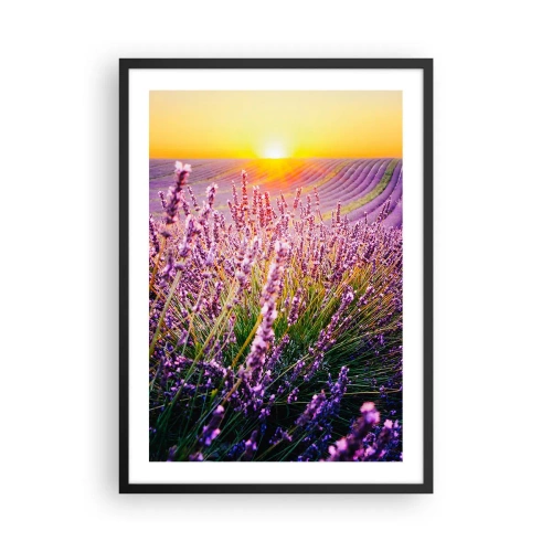 Pôster com moldura preta - Um campo de lavanda iluminado pelos raios do sol poente - 50x70cm - Prado perfumado - Decoração de parede moderna para a sala de estar e quarto ARTTOR