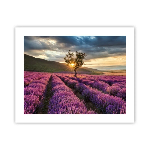 Pôster - Aroma lilás - 50x40 cm