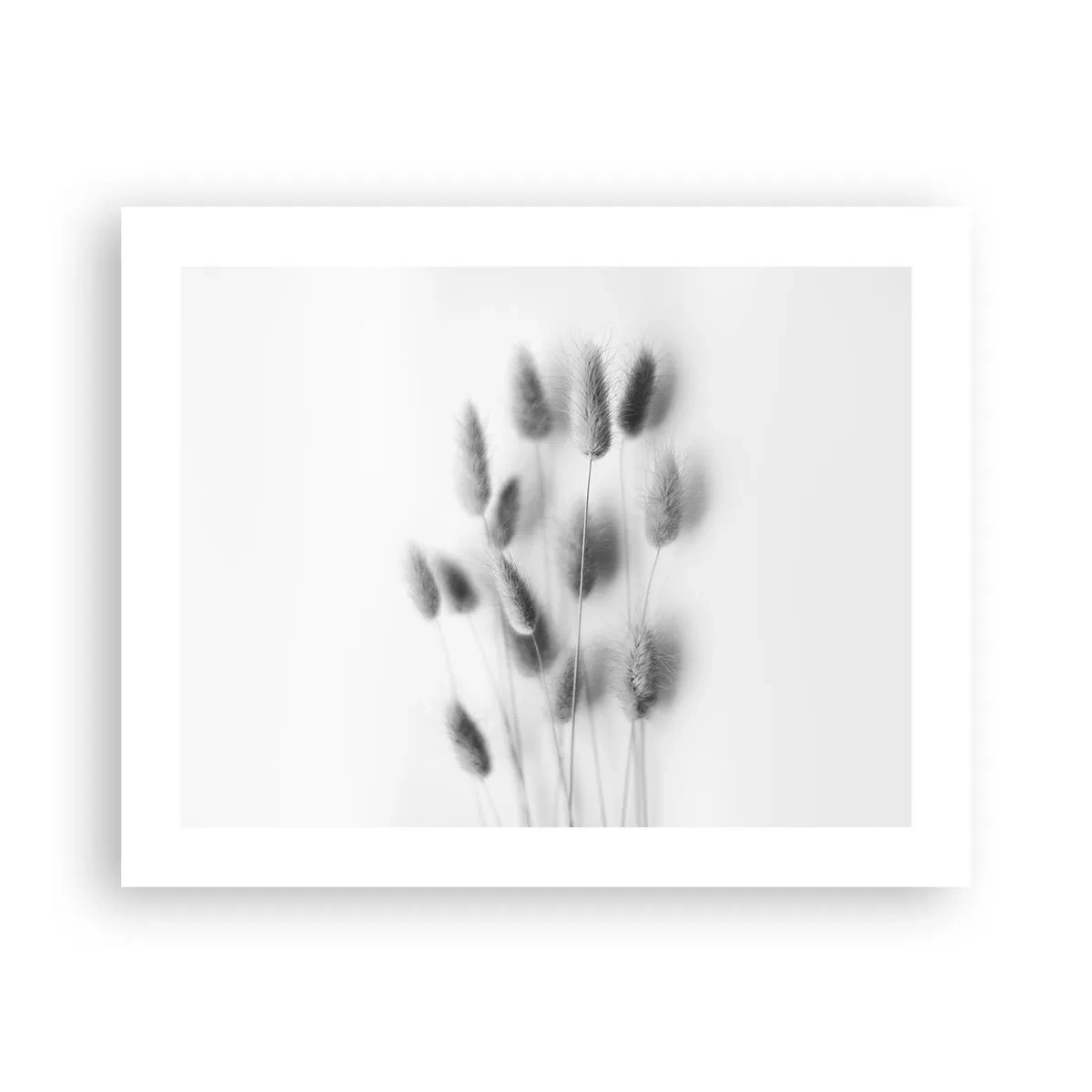 Pôster - Grama fofa - 50x40 cm