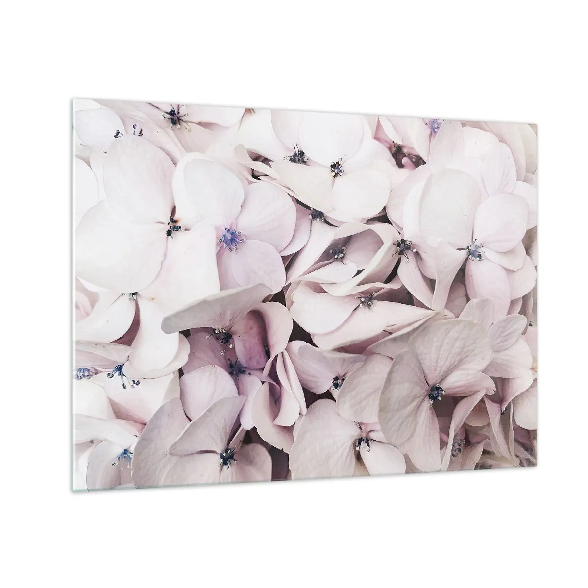 Quadro em vidro - Delicadas hortênsias rosa claro em close-up - 70x50cm - Em uma inundação de flores - Decoração de parede moderna para a sala de estar e quarto ARTTOR
