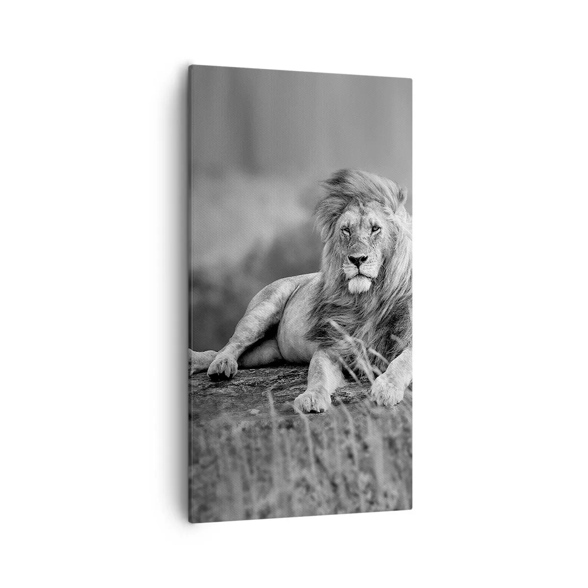 Quadro em tela - Sesta real - 55x100 cm