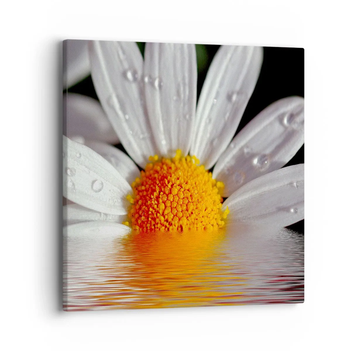 Quadro em tela - As margaridas do sol nascente - 40x40 cm